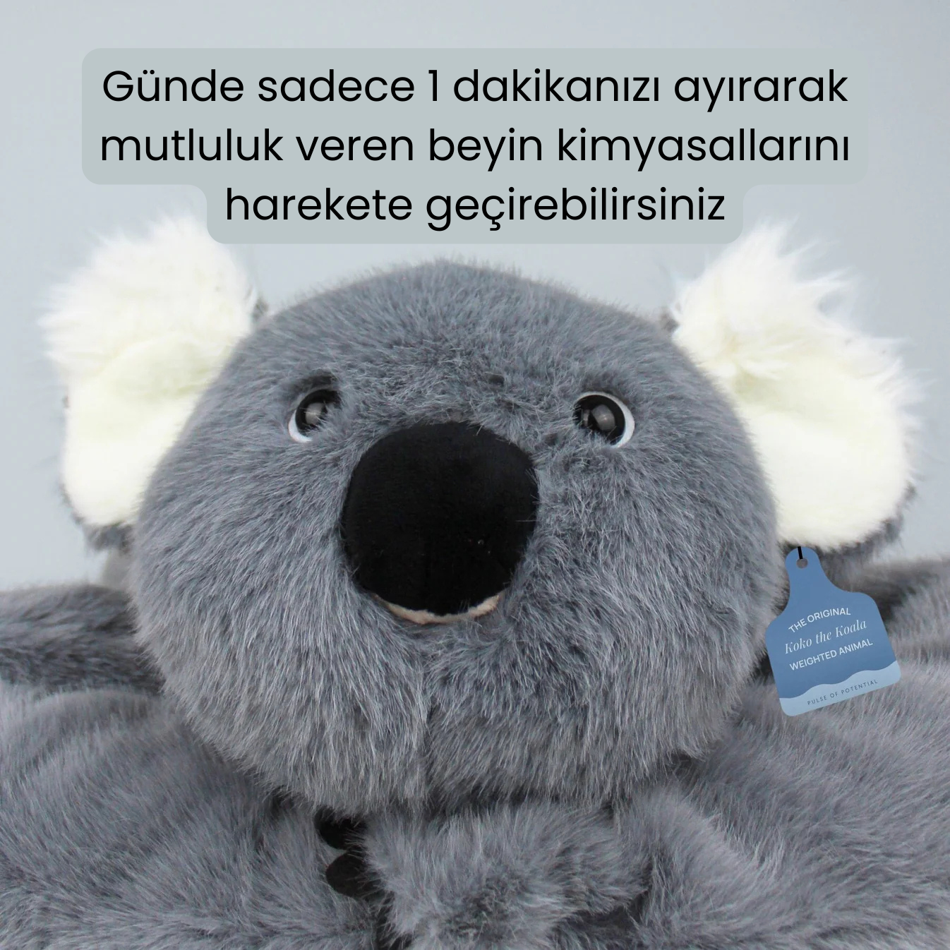 Koko Koala